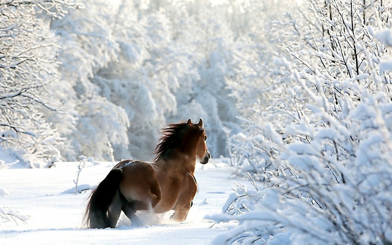 nature-winter-snow-photography-horses-1680x1050-wallpaper_www-wallpaperhi-com_73.jpg